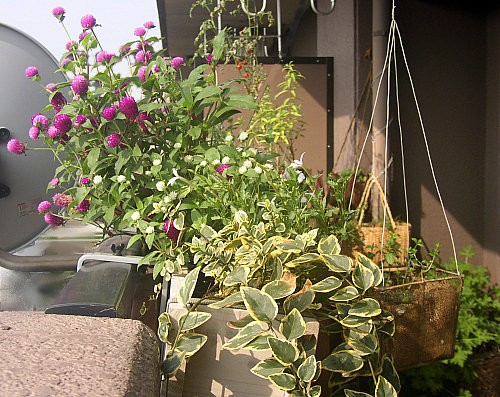 千日紅 センニチコウ 夏中咲き続ける 絶対失敗しない花 米国雑誌 This Old House サイトに紹介されていました L O H A S Y 天然生活 天然素材に ハマってます