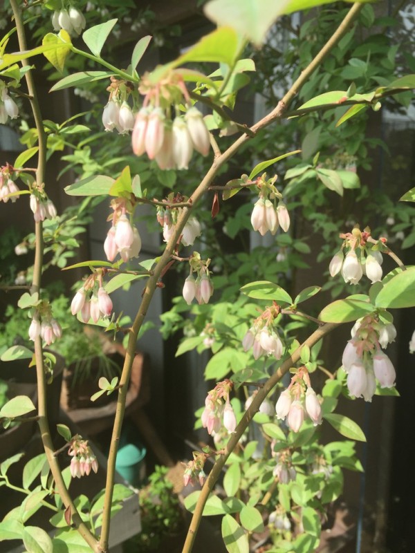 春を呼ぶ ブルーベリーの白い花 毎年 サクラの開花と同時に咲きはじめます 春は花 夏は実 秋は紅葉 ベランダのシンボルツリーはやっぱり ブルーベリーに決まりでしょ L O H A S Y 天然生活 天然素材に ハマってます