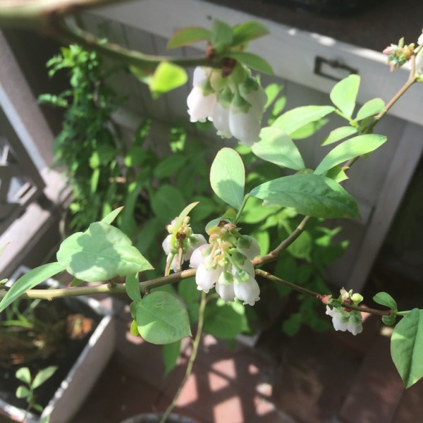春を呼ぶ ブルーベリーの白い花 毎年 サクラの開花と同時に咲きはじめます 春は花 夏は実 秋は紅葉 ベランダのシンボルツリーはやっぱり ブルーベリーに決まりでしょ L O H A S Y 天然生活 天然素材に ハマってます