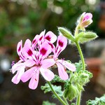 センテッド ゼラニウム 鉢植え 庭植え向き 6選 Nhk趣味の園芸 ハーブ特集 15年04月号 より L O H A S Y 天然生活 天然素材に ハマってます