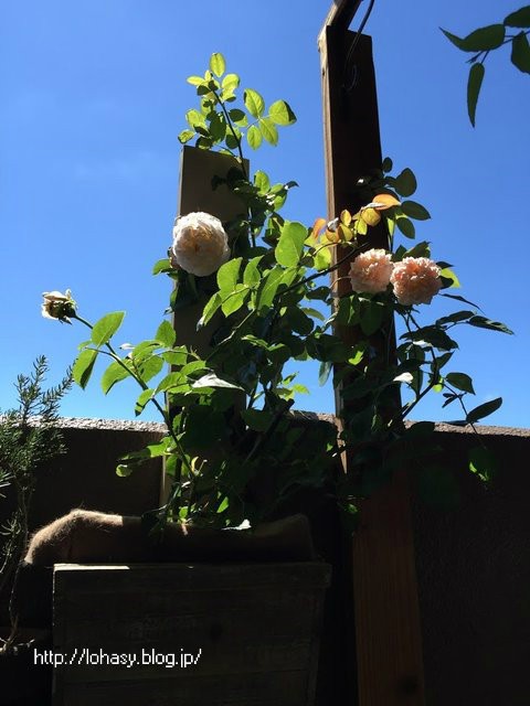 超強香のバラ エブリン がベランダで満開 トゲが少ない半つる性 オールドローズの花型をもつイングリッシュローズですよ L O H A S Y 天然生活 天然素材に ハマってます