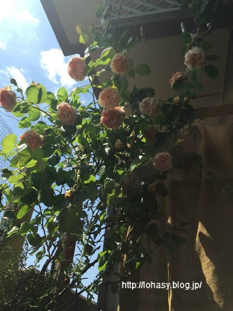 超強香のバラ エブリン がベランダで満開 トゲが少ない半つる性 オールドローズの花型をもつイングリッシュローズですよ L O H A S Y 天然生活 天然素材に ハマってます
