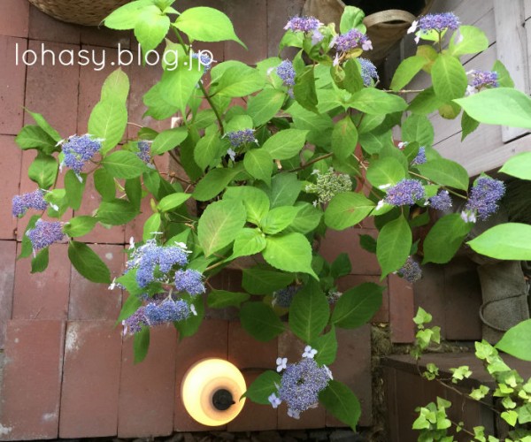 ベランダの紫陽花 咲いたままドライに ツバキ文具店 のシーンを真似て アジサイを切らずに残したんです 青紫色だった花は趣きのある紅色になりました L O H A S Y 天然生活 天然素材に ハマってます