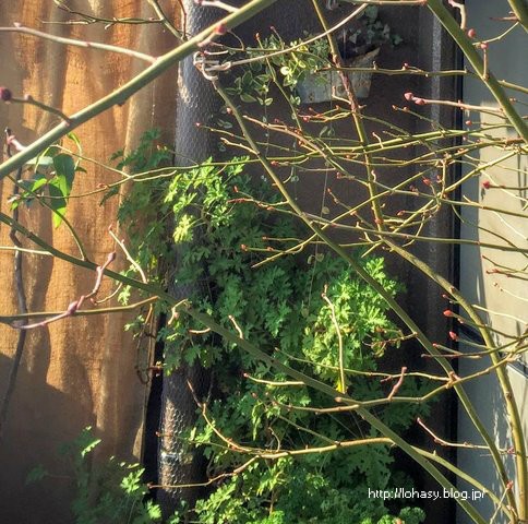 花屋さんで センテッド ローズ ゼラニウムの切り花を発見 ハーブでも切り花として普通に販売されるようになったんですね ベランダにオススメの葉が香るハーブです L O H A S Y 天然生活 天然素材に ハマってます