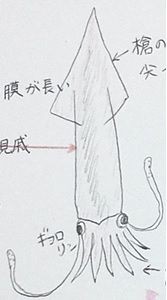 悲報 中国語で イカ は10通りに訳されますorz 台中おばさんのブログ