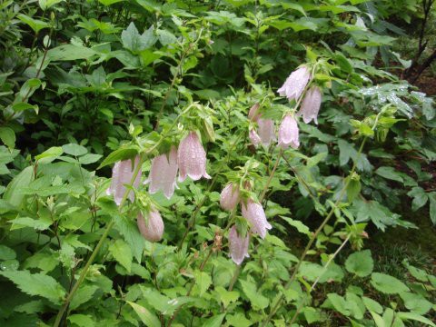 蛍ブクロ いろはの花日記
