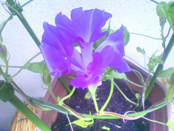 これまでで最高の朝顔 図鑑 最高の花の画像