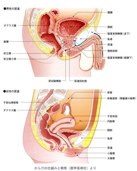 からだの中の骨盤 ゆめとわのblog