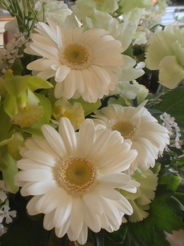 真っ白なガーベラの花を Love Flower And Ohana