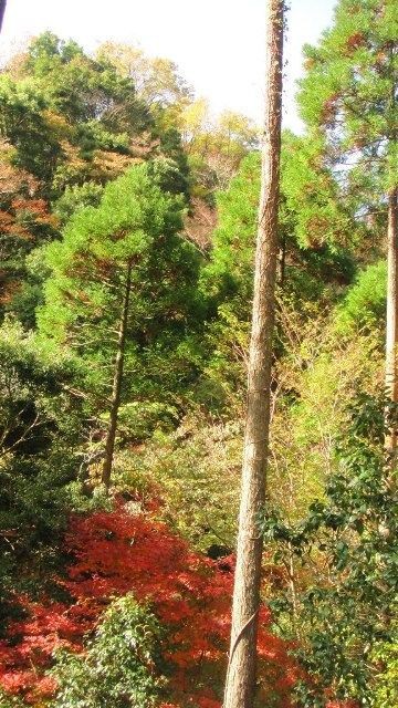 ｎｈｋ自然植物ウオッチング 深倉峡 花の旅