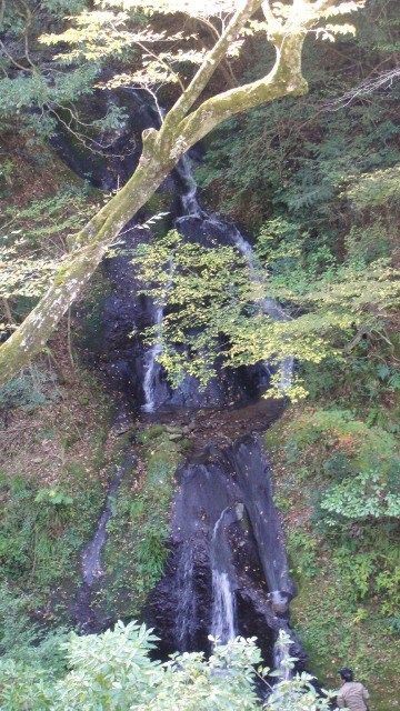 ｎｈｋ自然植物ウオッチング 深倉峡 花の旅