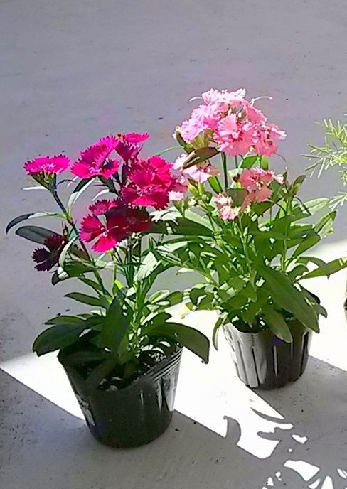 秋の鉢植え♪ : ゆみきちの花☆華diary