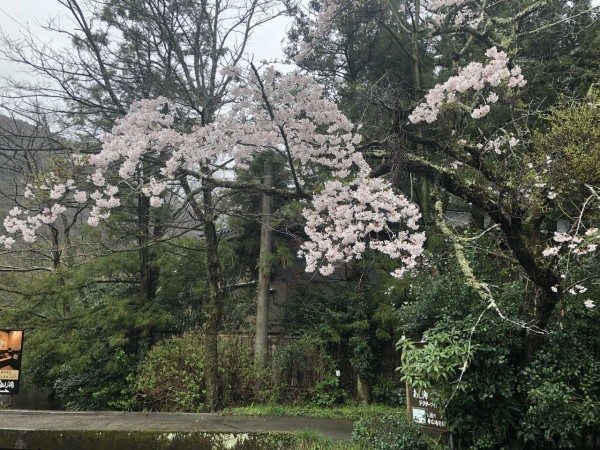 桜の名所を訪ねて２０２０ : 渚屋Blog