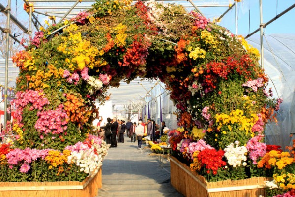 今年の北見菊まつり Y Nishimurano闘病生活を癒す まちなか屋上農園の楽しみと美しいオホーツクの景観と花の写真