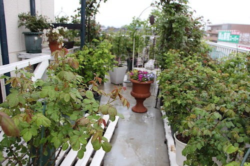 雨の中１番に咲いたバラは 私の幸せ色のノート