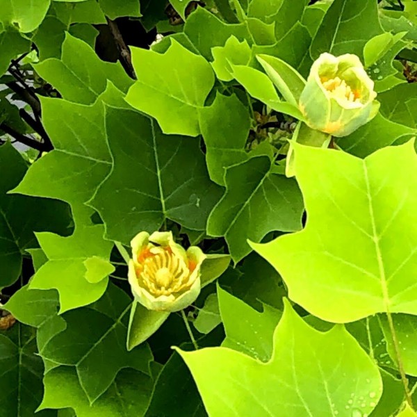 ユリノキの花 ユリノキの街で