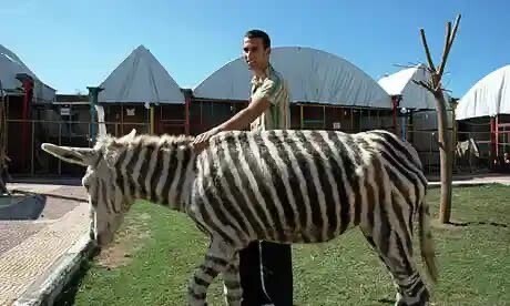 中国の動物園が大型犬を ライオン として展示 なんとも言えない表情で佇む姿が可愛すぎるｗｗｗｗ ユルクヤル 外国人から見た世界