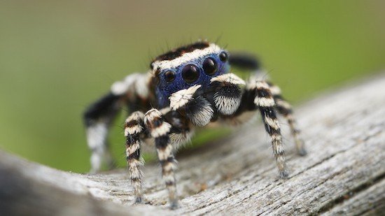 衝撃 世界一可愛い新種のクモが見つかる なにこれ 求愛ダンスもダサ可愛いすぎ ユルクヤル 外国人から見た世界