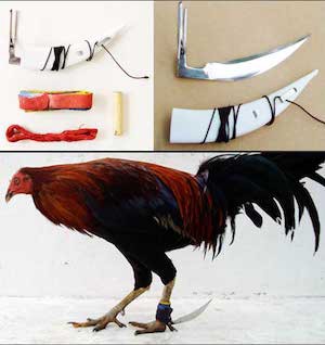 闘鶏の摘発に入った警官 鶏に動脈を切り裂かれ死亡 ユルクヤル 外国人から見た世界 闘鶏の摘発に入った警官 鶏に動脈を切り裂かれ死亡 ユルクヤル 外国人から見た世界