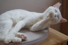 溝の口の猫カフェ ドーンof巨神兵