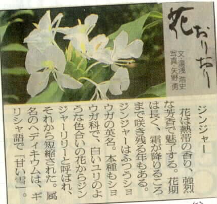 自分史 第１９３７回 ジンジャーという白い香りの強い花が土堤に咲いている Yutaka Chan63のblog