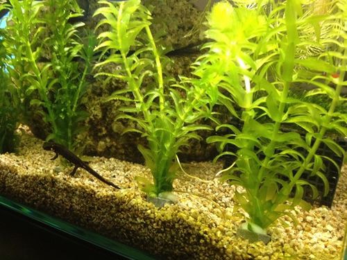 水草 不揃いのアナカリスを綺麗に切って植え直しました たわいもない暇人のブログ