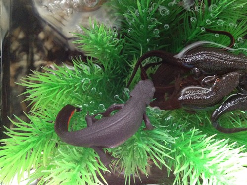 アカハライモリ 今日も仲良く水槽で寄り添うアカハライモリ たわいもない暇人のブログ