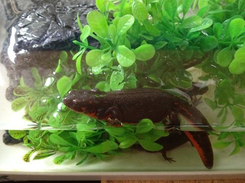 アカハライモリ 親イモリが産卵トレーニングをしていました たわいもない暇人のブログ