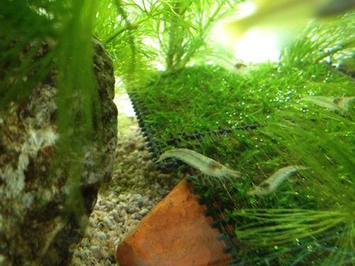 水槽 ミナミヌマエビとマツモを投入しました たわいもない暇人のブログ