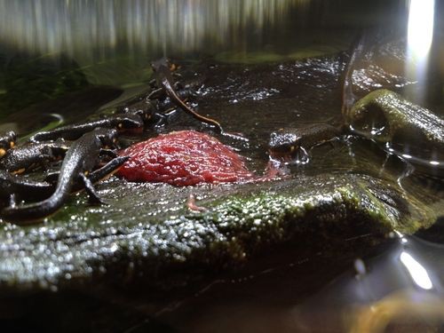 メダカもアカハライモリの子どもたちも冷凍赤虫が大好きです たわいもない暇人のブログ