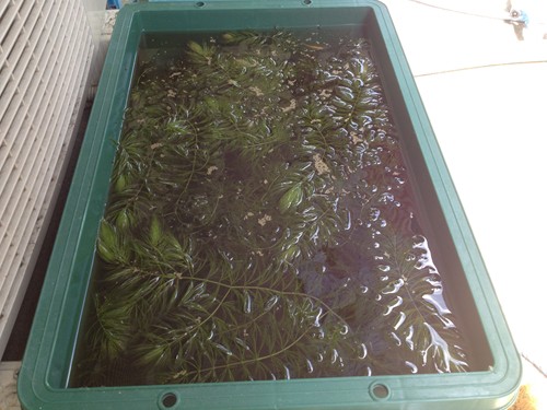 久しぶりに プラ舟から隔離したヒメダカ稚魚の現況報告 たわいもない暇人のブログ