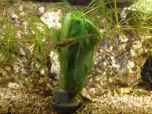 ミナミヌマエビ 水槽に小松菜を放り込んでみましたが たわいもない暇人のブログ