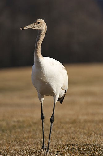 タンチョウのあの頭の赤い部分の秘密 １９０ 日記