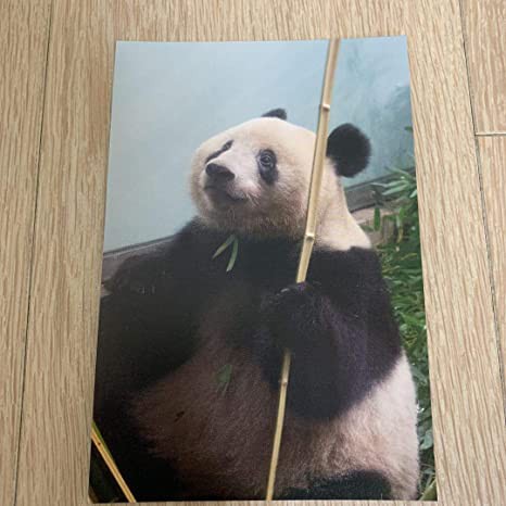 ﾜｲﾜｲ シャンシャン パンダ他雑談 ﾓｸﾞﾓｸﾞ 90パンダ ネコにゃ目まとめチャンネル