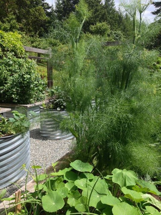 美しく食べられるお庭を目指そう ルビデコ