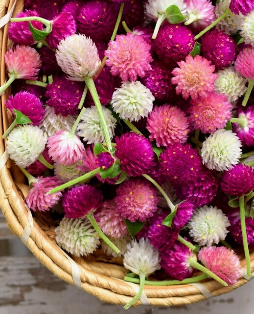 46 千日紅 センニチコウ 雄苑のオフィシャルblog