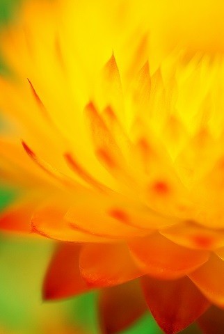 32 ヘリクリサム 雄苑のオフィシャルblog 32 ヘリクリサム 雄苑のオフィシャルblog