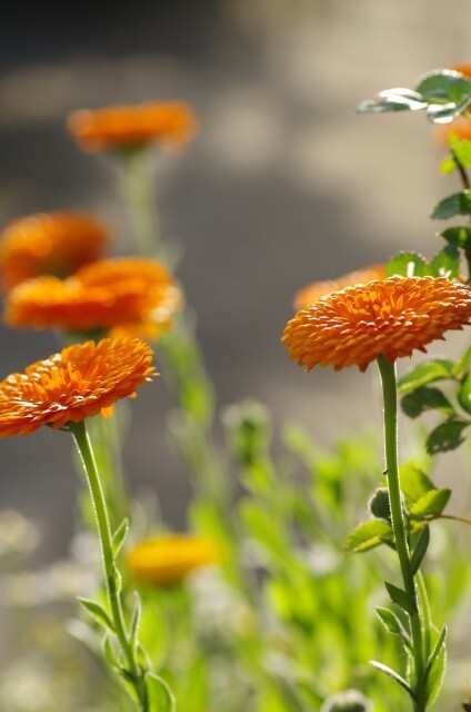 キンセンカ （金盞花）1箱24入りセットでの販売です。相場下がり