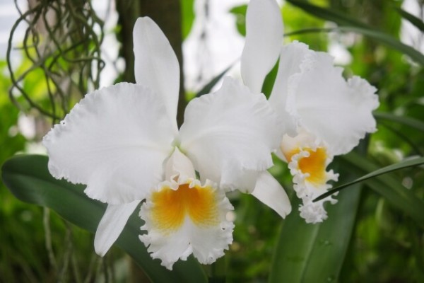 48 カトレア : 雄苑のオフィシャルblog