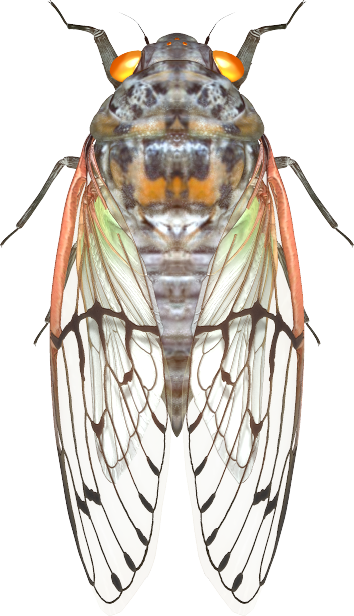 世界の昆虫採集2 昆虫王国 仮 セミのなかまその2 Boycraft Blog