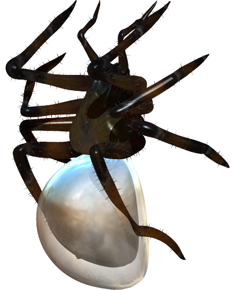 世界の昆虫採集2 昆虫王国 仮 水生昆虫その3 Boycraft Blog