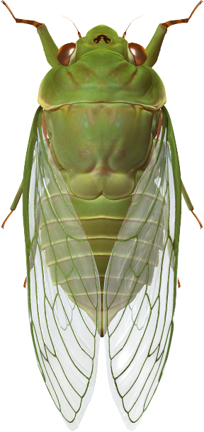 世界の昆虫採集2 昆虫王国 仮 セミのなかまその1 Boycraft Blog