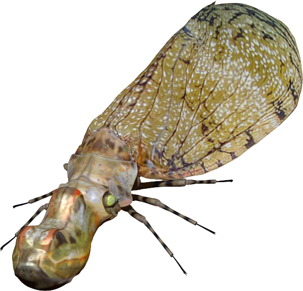 世界の昆虫採集2 昆虫王国 仮 ハゴロモのなかまその2 Boycraft Blog