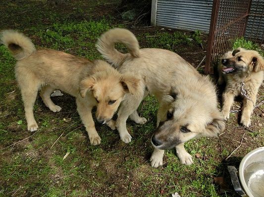 めんこい鼻黒兄妹 中標津保健所の迷い犬 終わらない映画