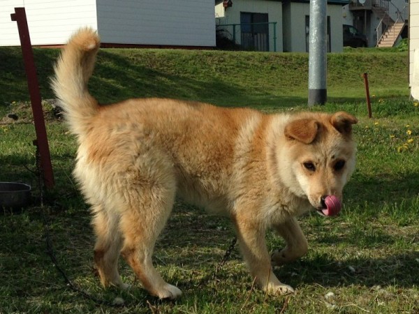 別海町の迷子犬 可愛い折れ耳わんこ 終わらない映画