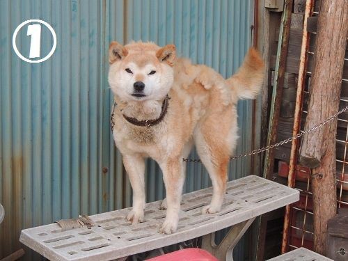 緊急 北海道根室市 飼い主募集犬3頭 拡散希望 終わらない映画