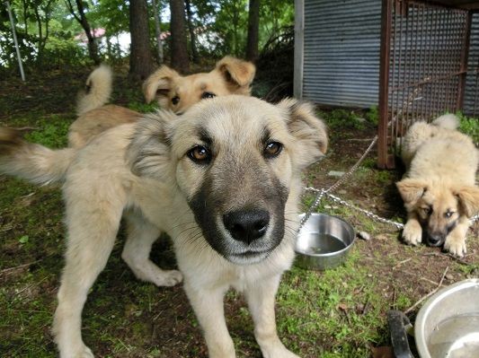 めんこい鼻黒兄妹 中標津保健所の迷い犬 終わらない映画