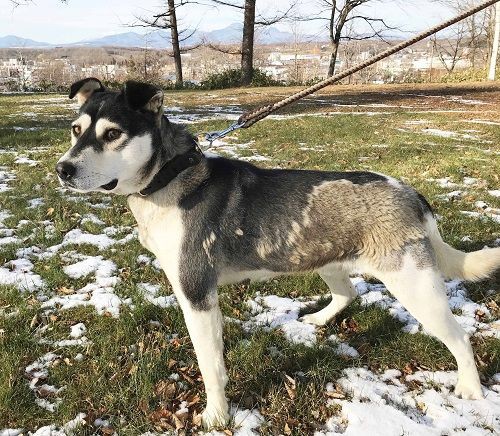 中標津保健所訪問 飼い主募集ハスキー系ミックスくんと迷子わん 終わらない映画