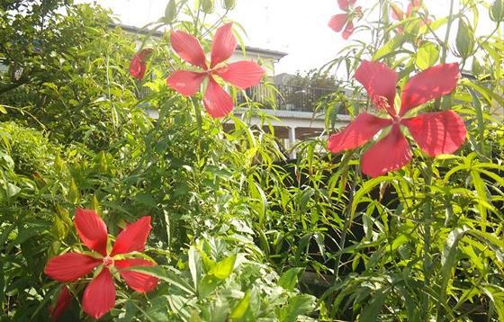 夏の花 その2 ディスカスの逍遥日誌