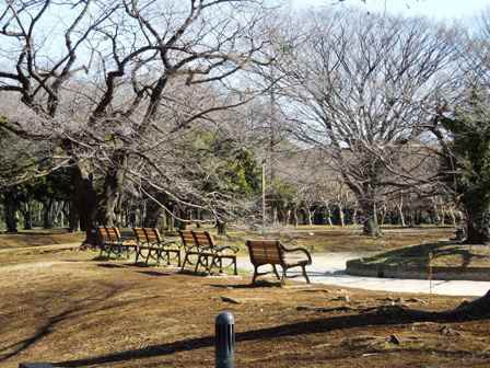 代々木公園から明治神宮まで ぶらり ざっくの 平日は読書だ